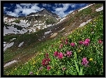 Góry, Łąka, Kwiaty