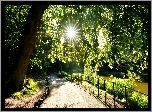Park, Aleja, Promienie słońca, Wirral Birkenhead Merseyside, Anglia