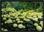Ogród, Białe, Hortensje