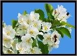 Białe, Kwiaty, Wiosna, Pszczoły