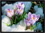 Biało, Fioletowe, Krokusy, Śnieg, Wiosna