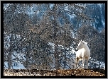 Las, Biały, Koń