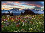 Chmury, Góry Tatoosh Range, Drzewa, Lato, Łąka, Kwiaty, Zachód słońca, Park Narodowy Mount Rainier, Stan Waszyngton, Stany Zjednoczone