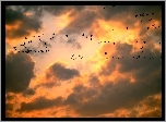 Niebo, Chmury, Ptaki