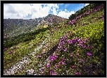 Góry, Ścieżka, Kwiaty