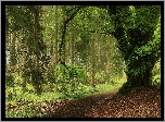 Las, Ścieżka, Drzewa