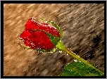 Czerwona, Róża, Deszcz, Krople