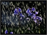 Deszcz, Niebieskie, Kwiatuszki, Dzwoneczki