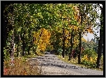 Dolny, Śląsk, Dom, Droga, Drzewa, Jesień