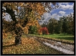 Droga, Drzewa, Liście, Łąka, Chmury, Jesień