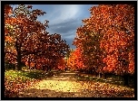 Jesień, Droga, Drzewa, Opadłe, Liście, Pochmurne, Niebo
