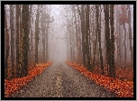 Droga, Jesień, Las, Mgła