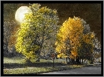 Droga, Drzewa, Noc, Księżyc
