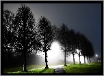 Droga, Drzewa, Noc, Latarnie