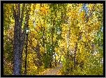 Jesień, Drzewa, Liście, Droga, Latarnia, Park