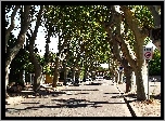 Droga, Drzewa, Platany, Francja