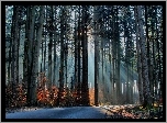 Droga, Drzewa, Przebijające, Światło