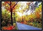 Droga, Kolorowe, Drzewa, Krzewy, Światło, Jesień