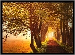 Droga, Drzewa, Pola, Przebijające, Światło, Jesień