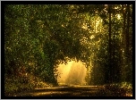 Droga, Drzewa, Przebijające Światło, Park