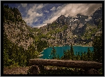 Jezioro Oeschinen, Góry Alpy Berneńskie, Ławka, Kanton Berno, Szwajcaria, Drzewa