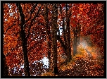 Drzewa, Las, Jesień, Ścieżka, Liście