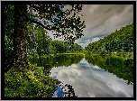 Anglia, Kumbria, Obszar Lake District, Jezioro Yew Tree Tarn, Drzewa