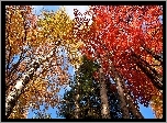 Jesień, Drzewa, Brzozy