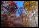 Drzewa, Droga, Jesień, Mgła