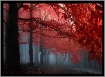 Jesień, Drzewa, Mgła
