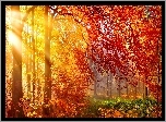 Las, Drzewa, Poranek, Promienie, Słońca, Mgła, Jesień