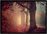 Drzewa, Jesień, Mgła, Las, Droga