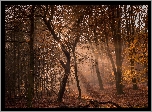 Las, Drzewa, Jesień, Promienie słońca, Przebijające Światło