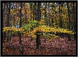 Las, Jesień, Kolorowe, Drzewa, Gałęzie, Liście