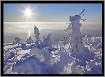 Drzewa, Góry, Śnieg, Słońce