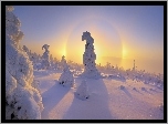 Drzewa, Pokryte, Śniegiem, Słońce