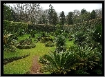 Ogród, Drzewa, Rabaty