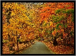Drzewa, Jesień, Droga, Alejka, Park, Liście