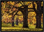 Park, Jesień, Pożółkłe, Drzewa