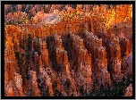 Stany Zjednoczone, Stan Utah, Park Narodowy Bryce Canyon, Kanion,  Drzewa