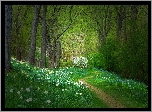 Park, Drzewa, Kwiaty, Żonkile, Ścieżka, Krzewy, Zieleń, Wiosna