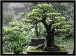 Drzewka, Bonsai, Ogród, Domek