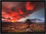 Anglia, Hrabstwo Devon, Park Narodowy Dartmoor, Zachód słońca, Drzewo