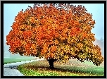 Jesień, Drzewo, Droga