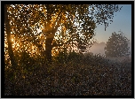 Jesień, Drzewo, Przebijające światło, Mgła, Poranek, Liście