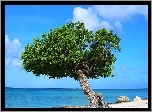 Morze, Drzewo, Aruba