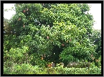 Ogród, Drzewo, Mangowe
