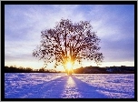 Drzewo, Śnieg, Promienie, Słońca
