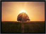 Drzewo, Łąka, Wschód Słońca, Promienie słońca