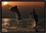 Dwa, Delfiny, Zachód Słońca, Morze